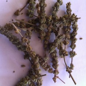 100g Natural Raw Herb Herba Seu Flos Schizonepetae Tenuifoliae - Jing Jie - 荆芥