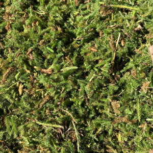 100g Natural Raw Herb Lycopodii Herba - Shen Jin Cao - 伸筋草