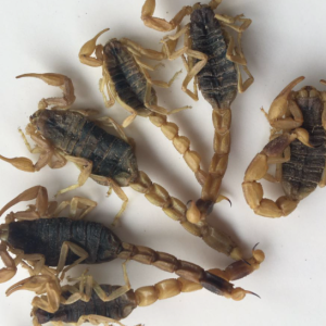 100g Natural Raw Herb Buthus martensi - Quan Xie - 全蝎