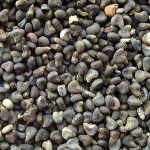 100g Natural Raw Herb Semen Malvae - Dong Kui Zi - 冬葵子