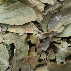 100g Natural Raw Herb Bu Zha Ye - Bu Zha Ye - 布渣叶