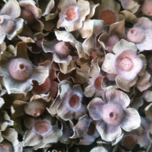 100g Natural Raw Herb Calyx Diospyri Kaki - Shi Di - 柿蒂