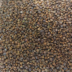 100g Natural Raw Herb Semen Astragali Complanati - Sha Yuan Ji Li - 沙苑蒺藜