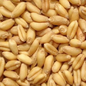 100g Natural Raw Herb Triticum aestivum Linn. - Hui Xiao Mai - 淮小麦