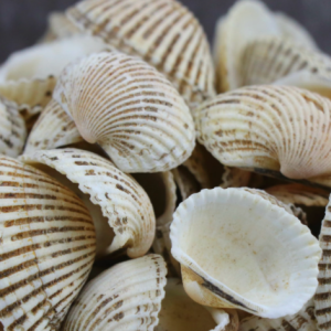 100g Natural Raw Herb Concha Arcae Inflatae - Wa Leng Zi - 瓦楞子