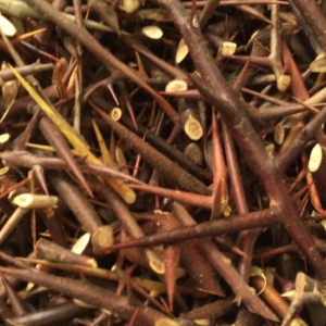 100g Natural Raw Herb Spina Gleditsiae Sinensis - Zao Jiao Chi - 皂角刺