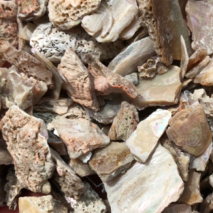 100g Natural Raw Herb Concha Haliotidis. - Shi Jue Ming - 石决明