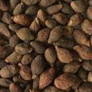 100g Natural Raw Herb Sterculiae lychnophorae Semen - Pang Da Hai - 胖大海