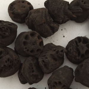 100g Natural Raw Herb Nodus Rhizomatis Nelumbinis Nuciferae - Ou Jie - 藕节