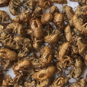 100g Natural Raw Herb Periostracum Cicadae - Chan Tui - 蝉蜕