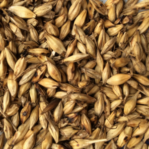 100g Natural Raw Herb Setaria italica sprout - Gu Ya - 谷芽