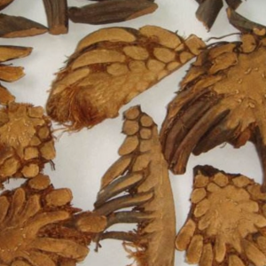 100g Natural Raw Herb Rhizoma Guanchong - Guan Zhong - 贯众