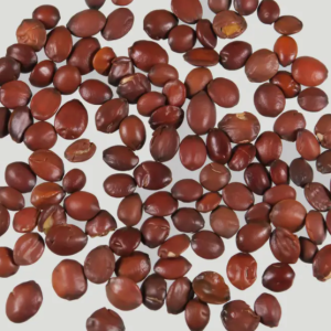 100g Natural Raw Herb Ziziphus jujuba seed prepared - Suan Zao Ren (Chao) - 酸枣仁(炒)