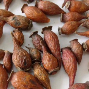 100g Natural Raw Herb Fructus Rosae laevigatae - Jin Ying Zi - 金樱子