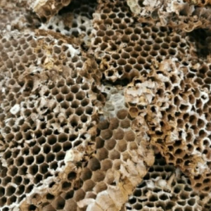 100g Natural Raw Herb Nidus Vespae - Lu Feng Fang - 露蜂房