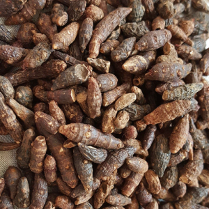 100g Natural Raw Herb Rhizoma Cyperi Rotundi - Xiang Fu - 香附