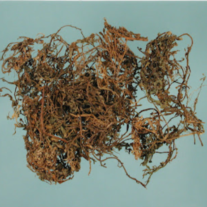 100g Natural Raw Herb Herba Centipdae - E Bu Shi Cao - 鹅不食草