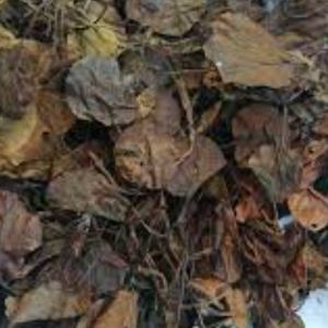 100g Natural Raw Herb Pyrola calliantha H. Andres - Lu Xian Cao - 鹿衔草