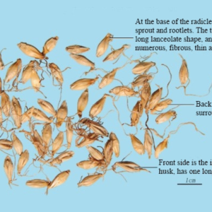 100g Natural Raw Herb Fructus Hordei Germinatus - Mai Ya - 麦芽